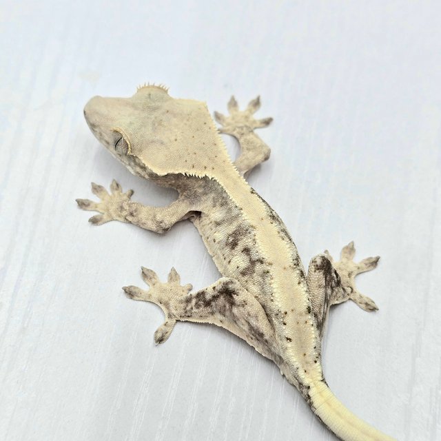 Lilly 100% Het Axanthic