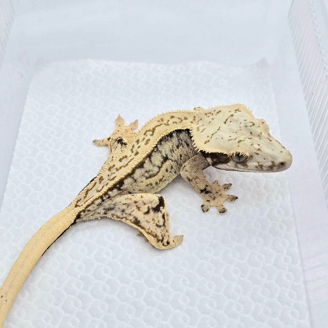 Quad Tri White Spot Full Pinstripe