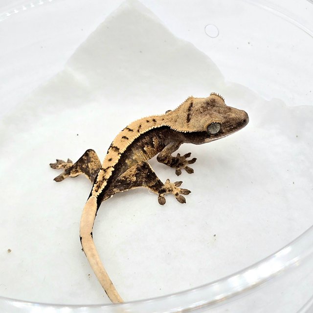 노멀 화이트스팟