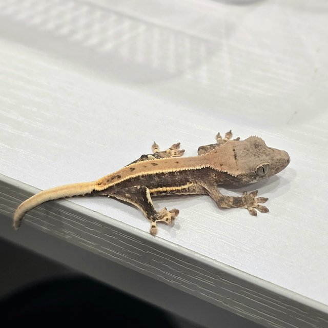 릴리100%헷아잔틱