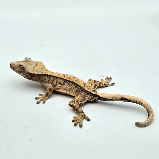 트라이 드리피 화이트스팟