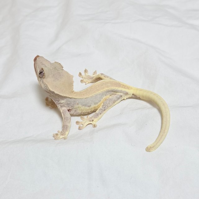 릴리화이트 크림 솔리드백