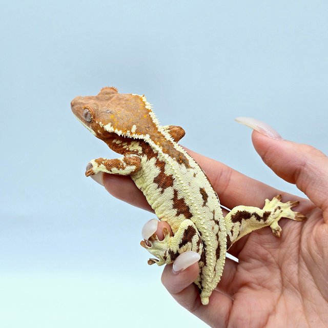 프라푸치노 레드 텐저린