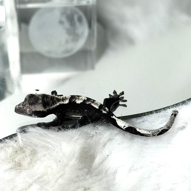 아잔틱