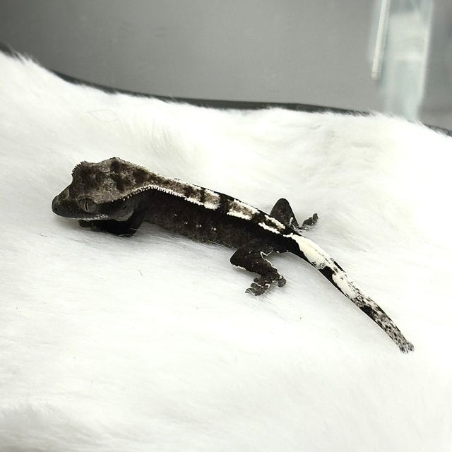 아잔틱