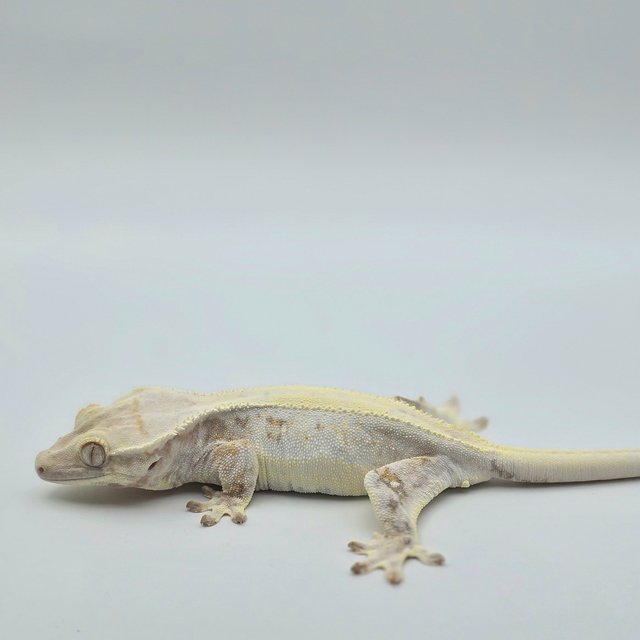 릴리100%헷아잔틱