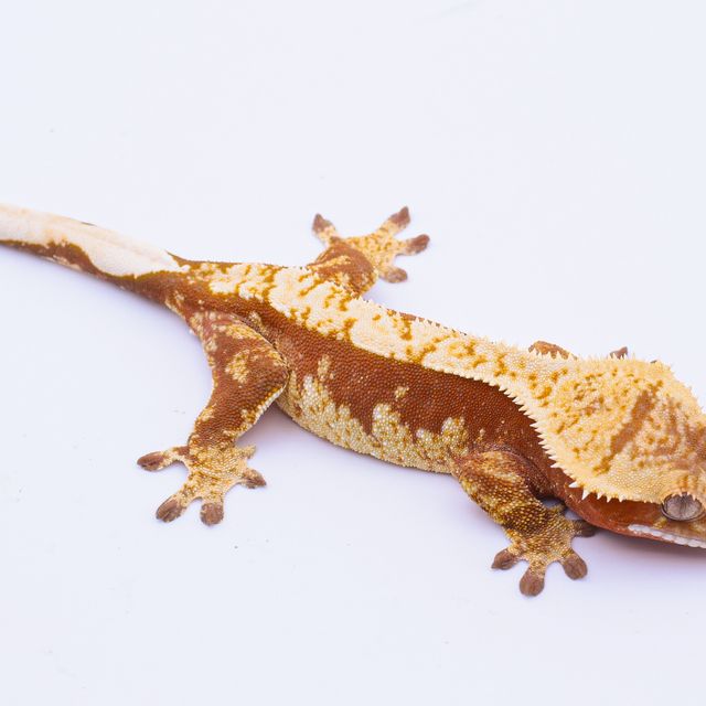 100%헷아잔틱 레드