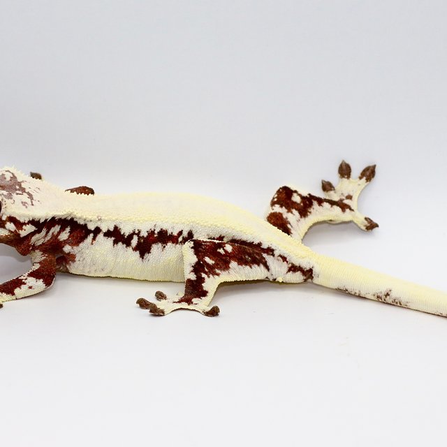 릴리 세이블 화이트 솔리드백