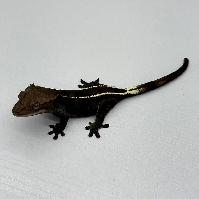 Axanthic Full Pinstripe Black