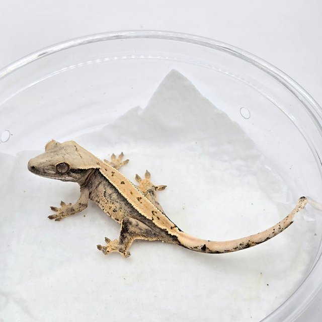 노멀 트라이 화이트스팟