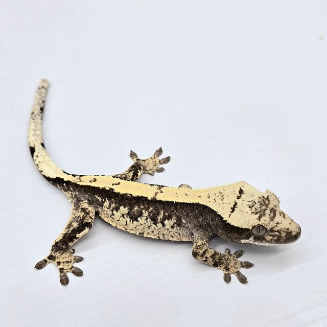 100% Het Axanthic