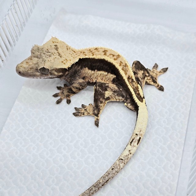 100% Het Axanthic Quad