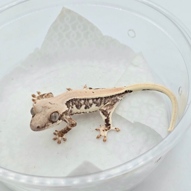 트라이 릴리화이트