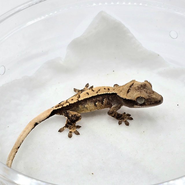 노멀 화이트스팟