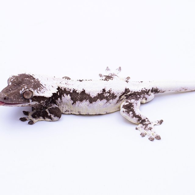 릴잔틱 솔리드백