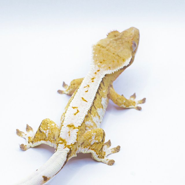 드리피 솔리드백 풀핀 화이트스팟 트라이