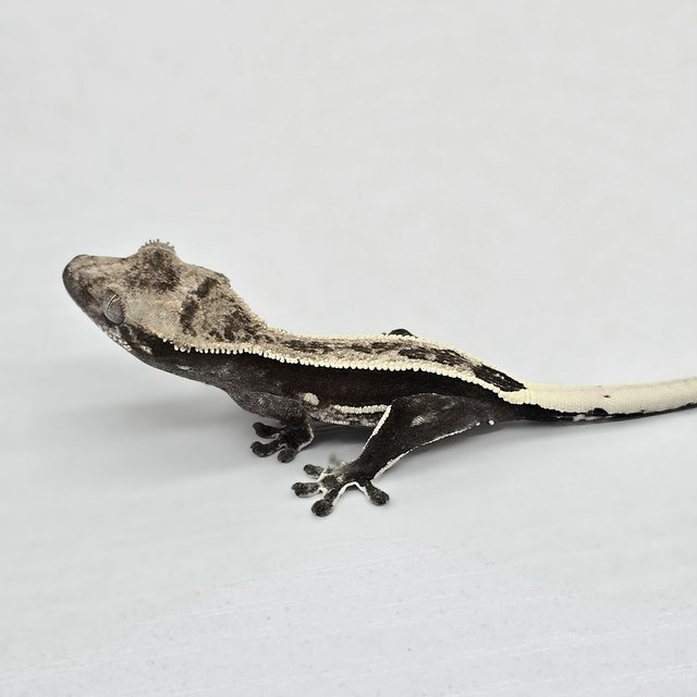 Axanthic Quad Super Stripe