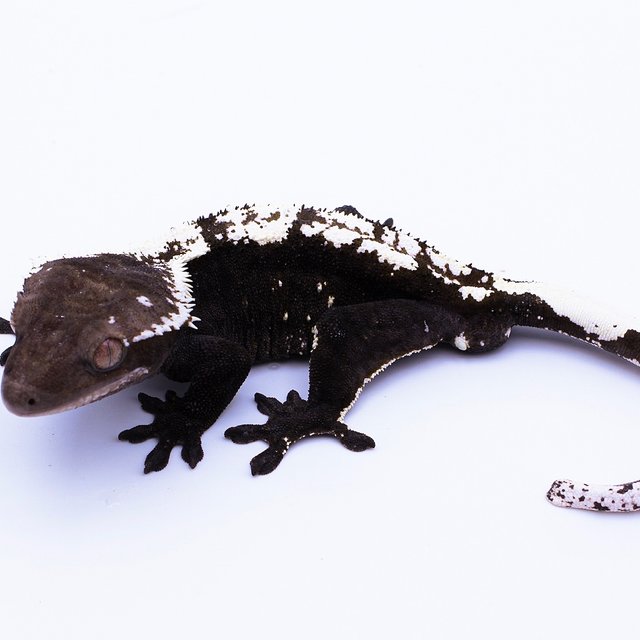 Axanthic