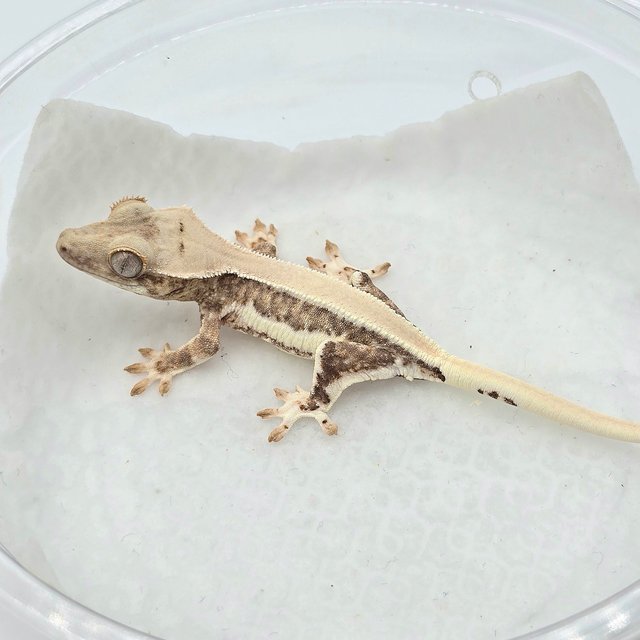 크림 릴리화이트 솔리드백