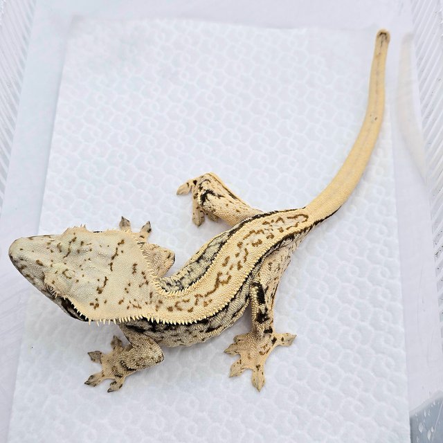 Quad Tri White Spot Full Pinstripe