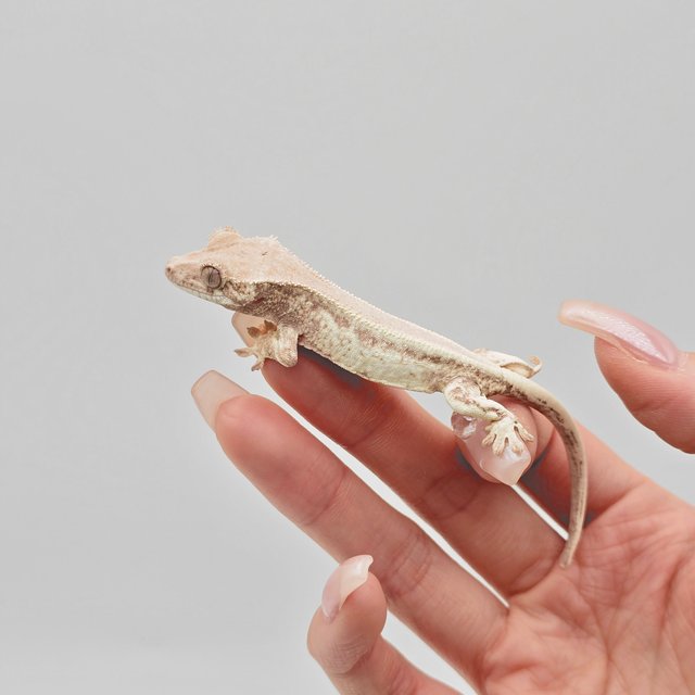 릴리 세이블 솔리드백 화이트