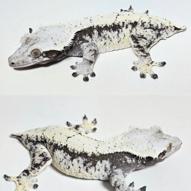 드리피 화이트스팟 화이트 블랙