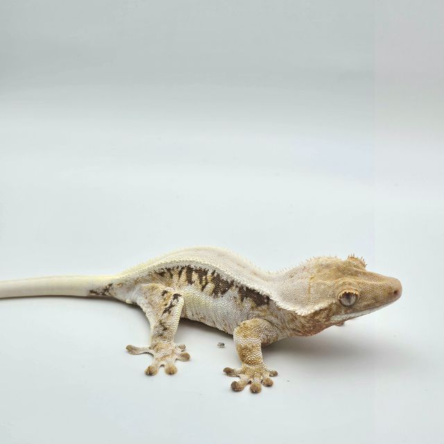 릴리100%헷아잔틱