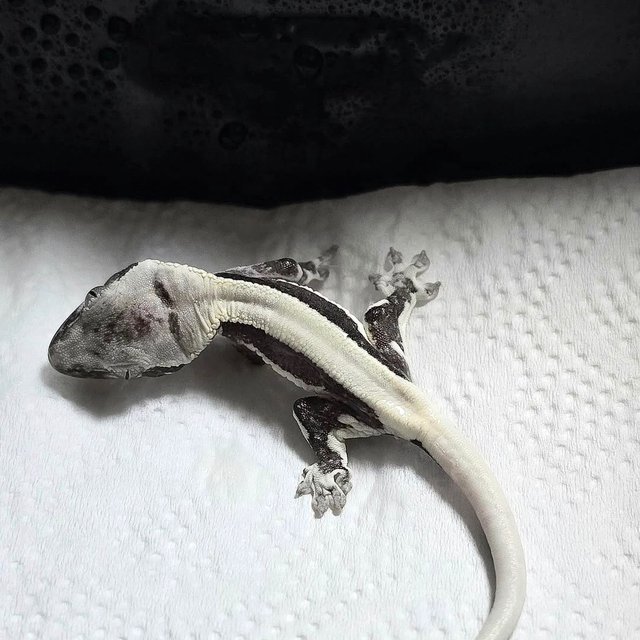 Solid Back Lilly Axanthic
