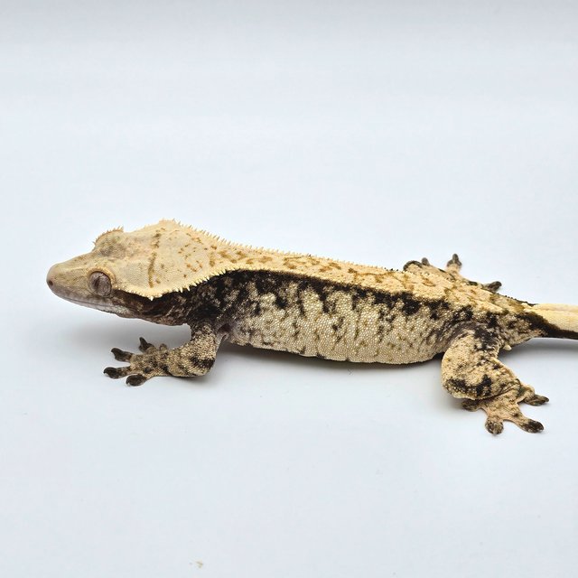 트라이 드리피 화이트스팟