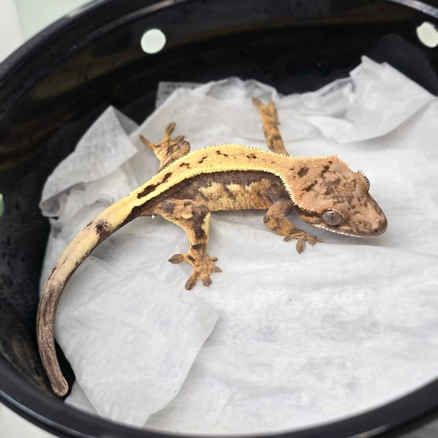 세이블 다크 트라이