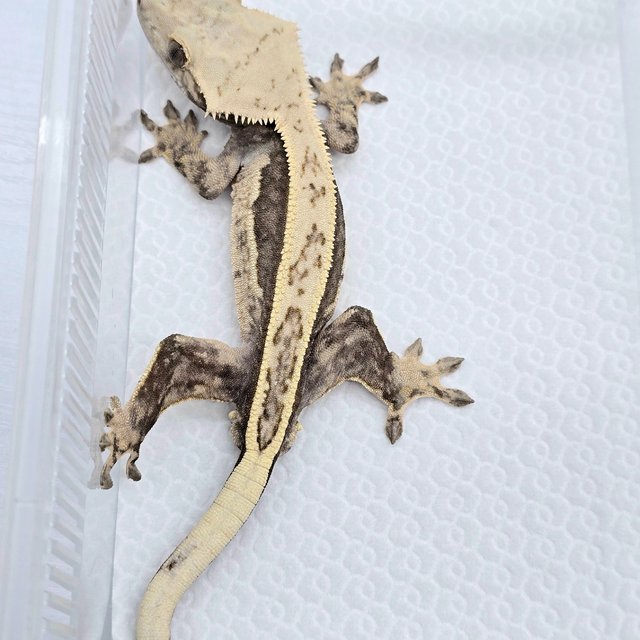 Lilly 100% Het Axanthic Super Stripe Full Pinstripe Quad