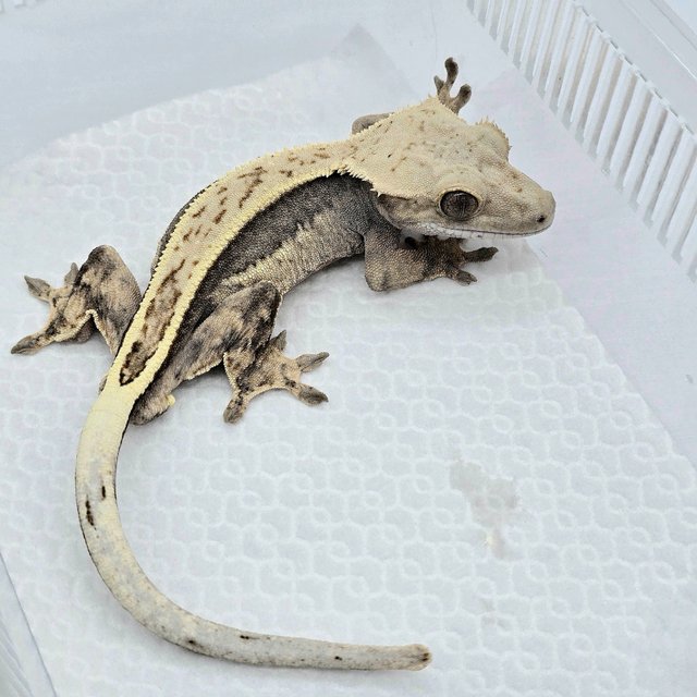 100% Het Axanthic Super Stripe Full Pinstripe Quad