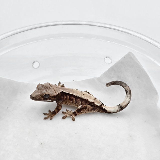 세이블 솔리드백 다크 트라이