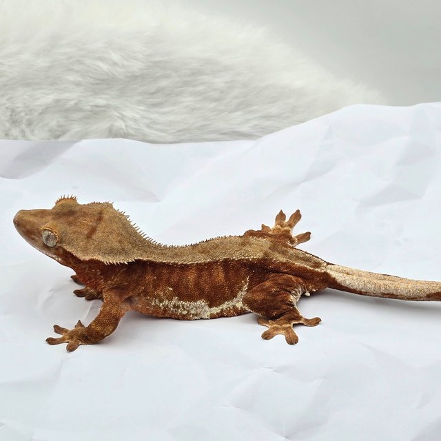 릴리100%헷아잔틱