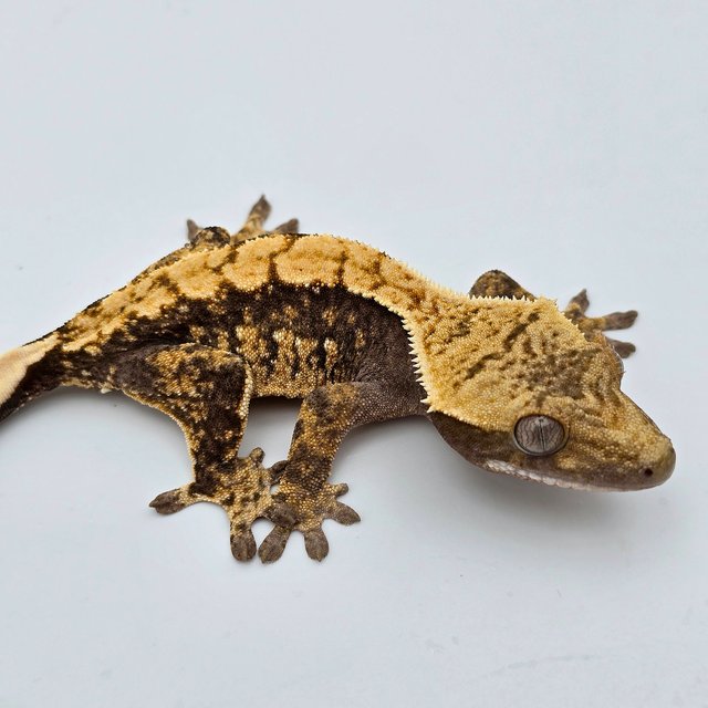 100%헷아잔틱 드리피