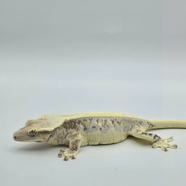 릴리100%헷아잔틱