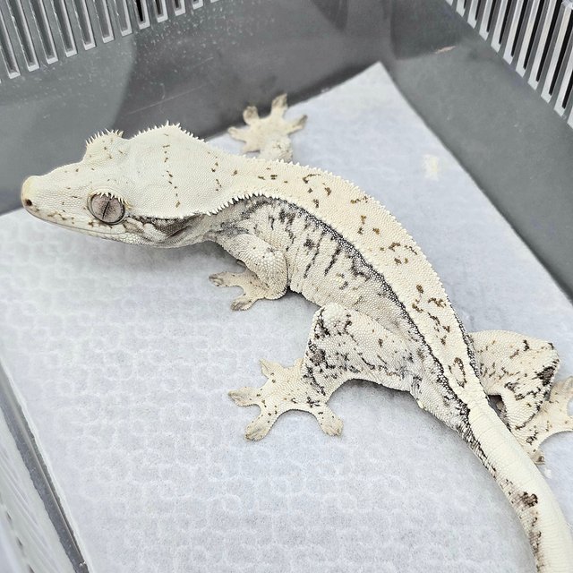 White Spot Drippy White Quad