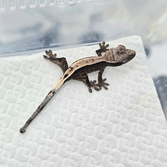 Sable 100% Het Axanthic