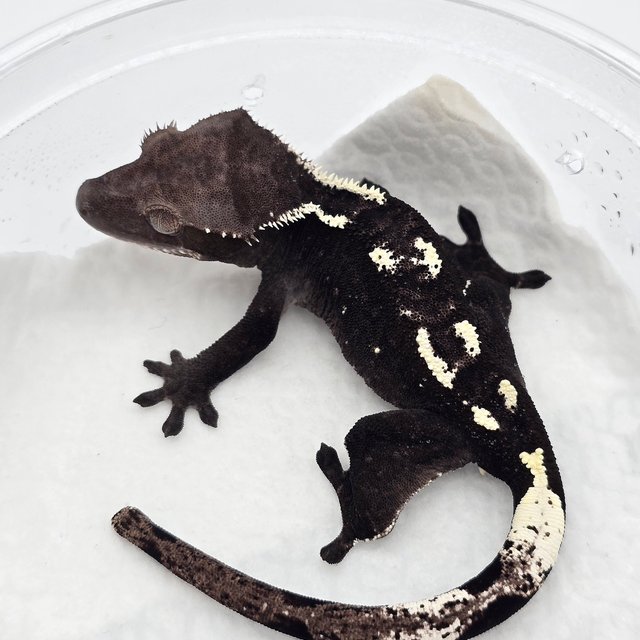 아잔틱