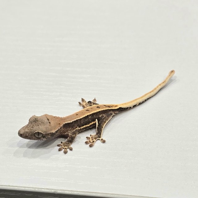 릴리100%헷아잔틱