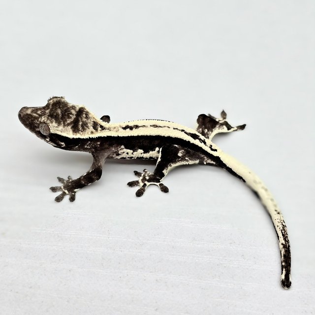 프라푸치노 아잔틱