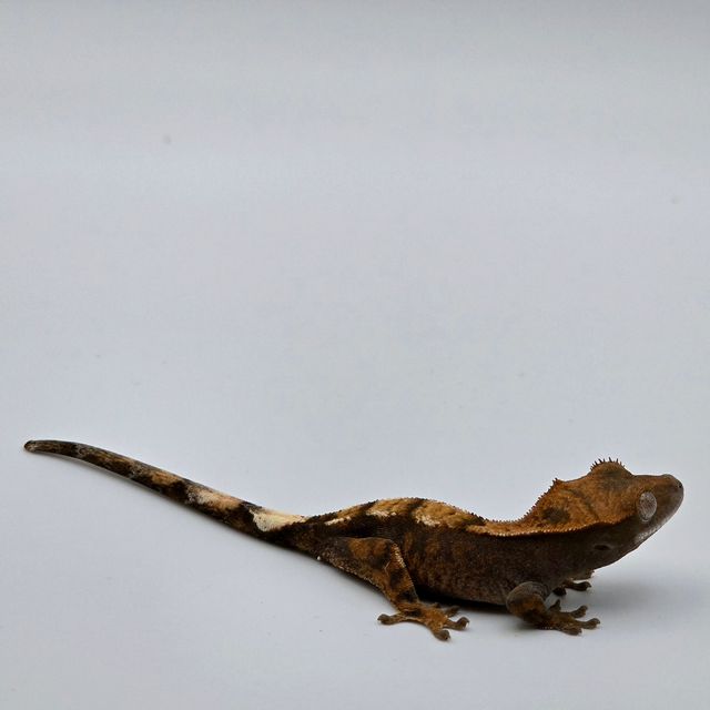 세이블 100%헷아잔틱