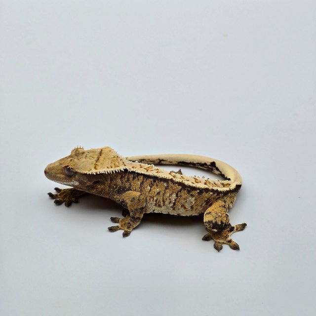 트라이 화이트스팟