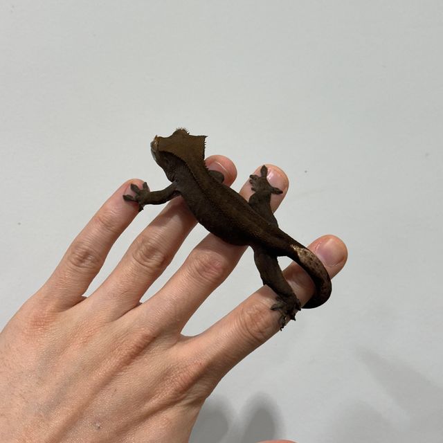 챠콜