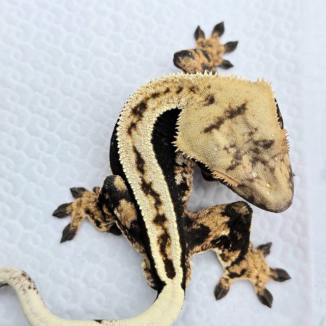 100% Het Axanthic Tri Quad Full Pinstripe Super Stripe