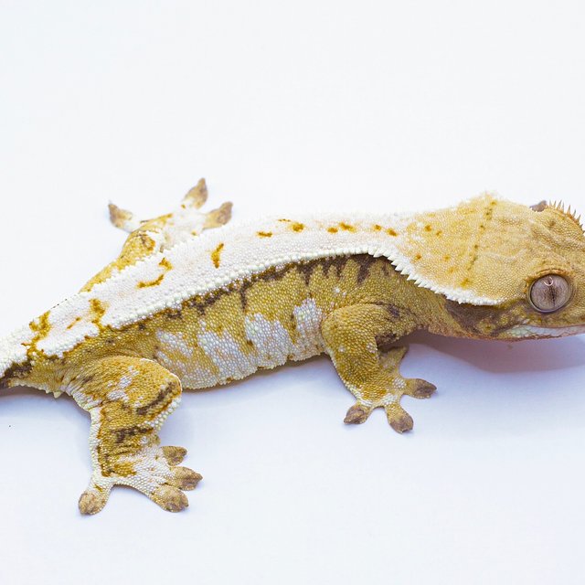 드리피 솔리드백 풀핀 화이트스팟 트라이