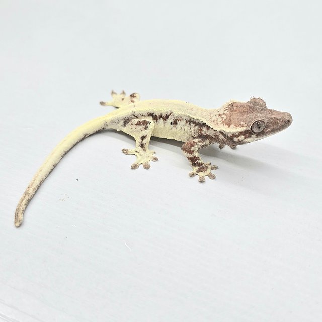 Sable 100% Het Axanthic Tri Tangerine