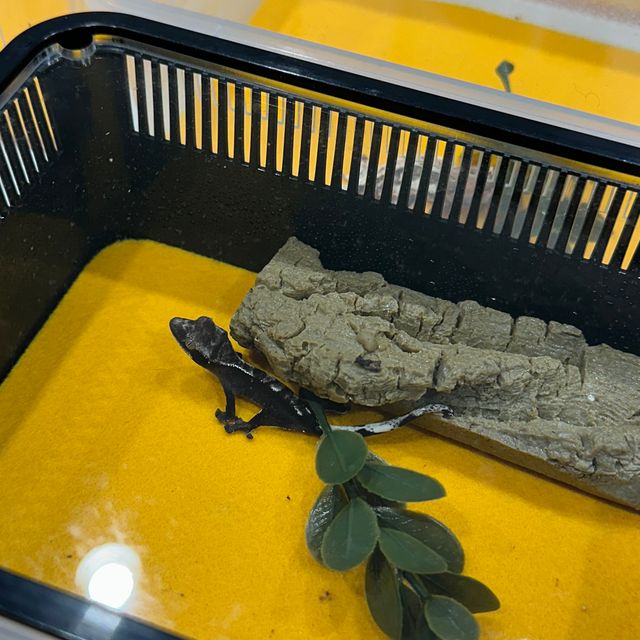 아잔틱
