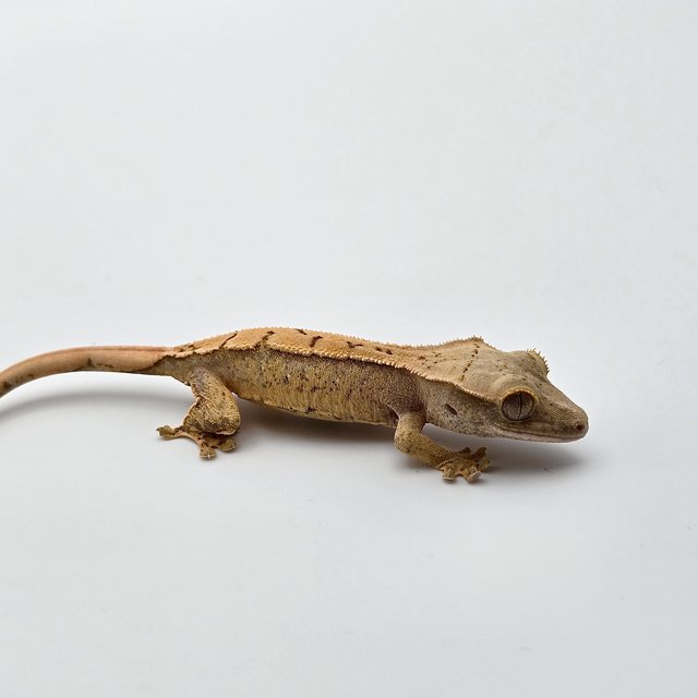 트라이 드리피 화이트스팟