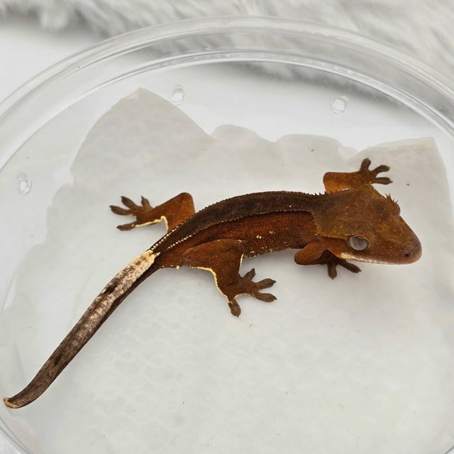 레드 바이 화이트포트홀